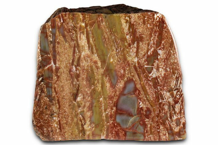 Polished Petrified Wood (Araucarioxylon) - Arizona #352513